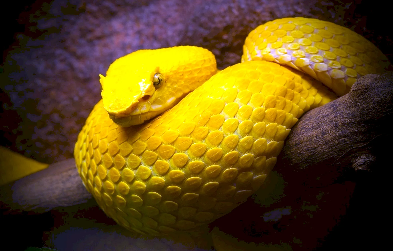 Змея ботропс Шлегеля