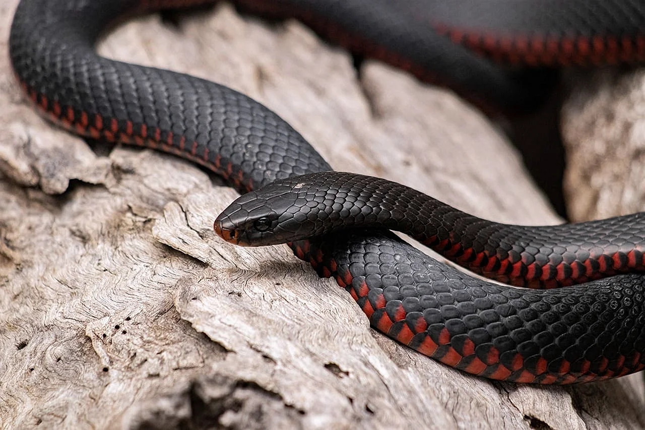 Змея черная Самара