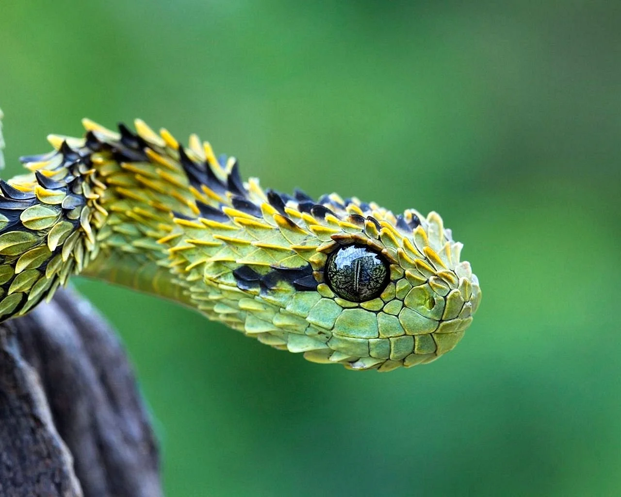 Змея кустарниковая гадюка