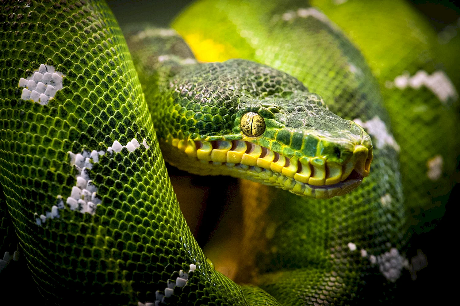 Змея питон зеленый