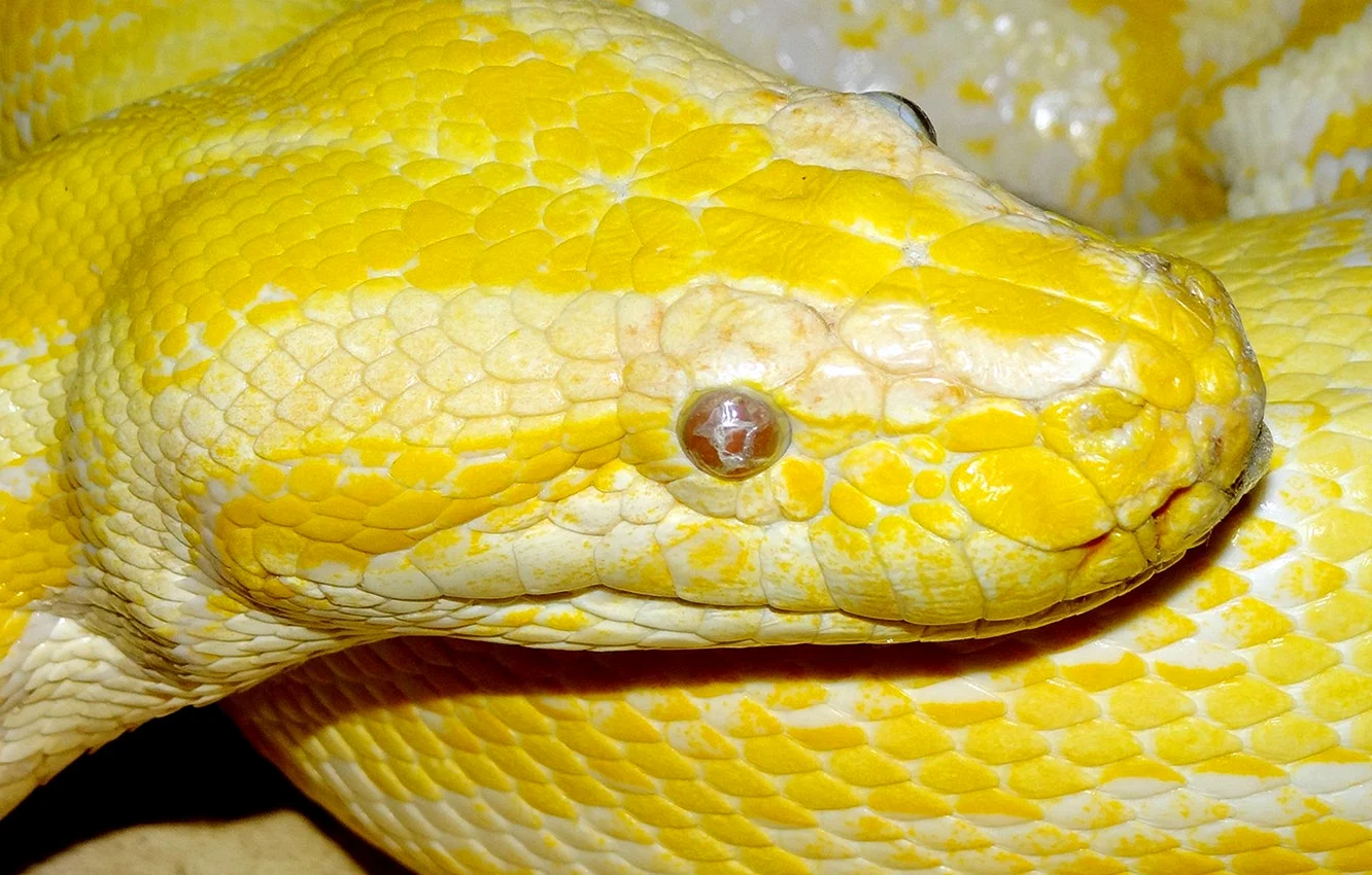 Змея питон желтый