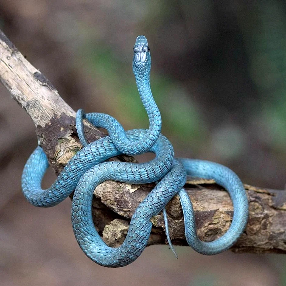 Змея Тайпан голубая