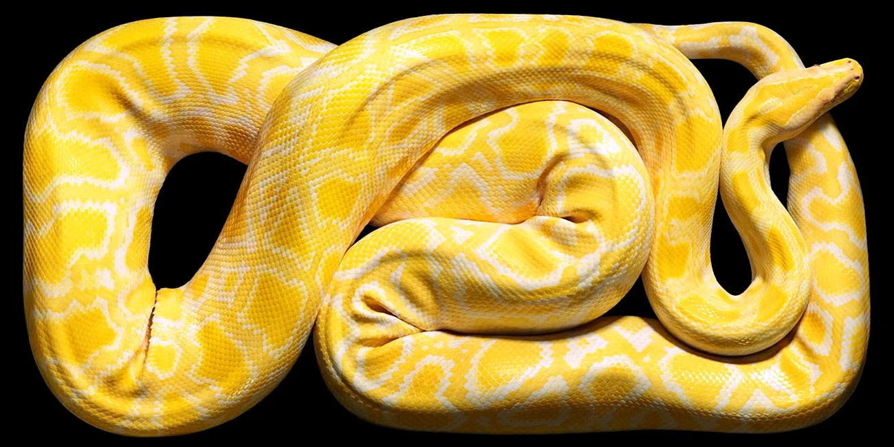 Змея тигровый питон альбинос