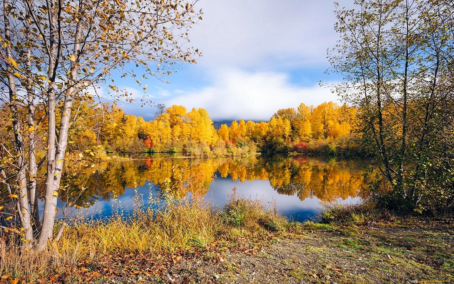 Золотая осень в лесу у озера