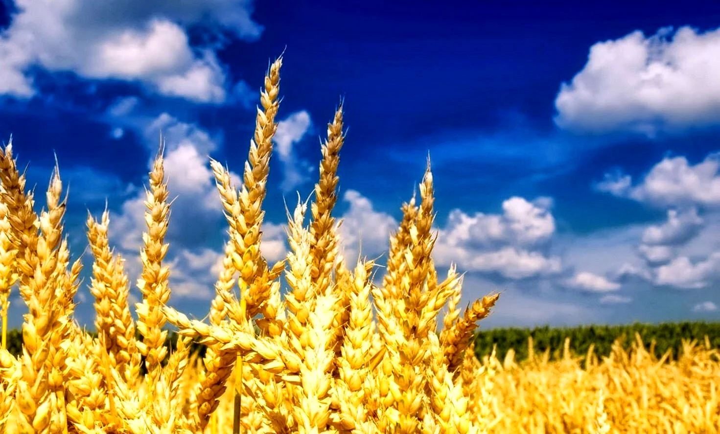 Золотая пшеница