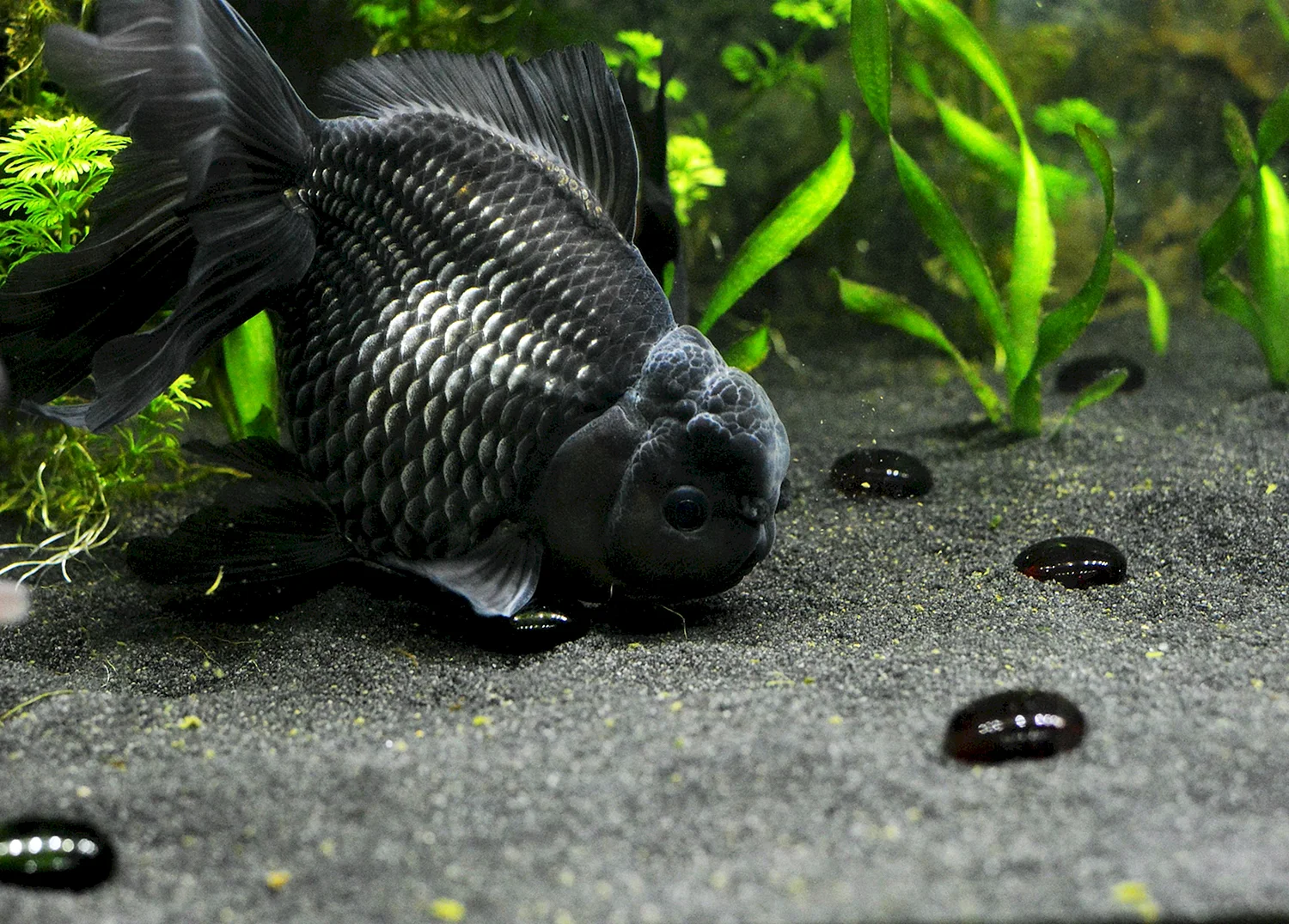 Золотая рыбка Оранда черная