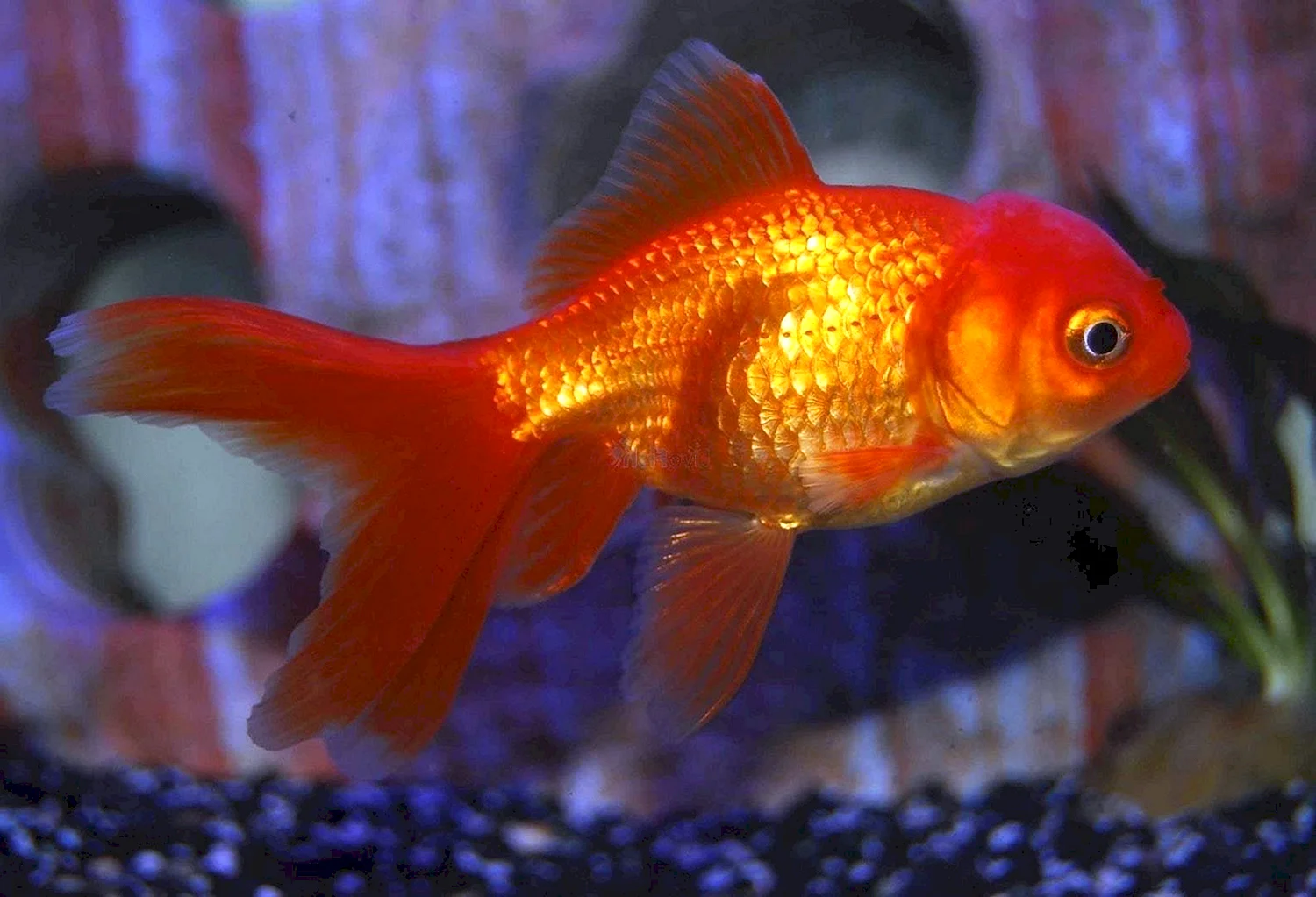 Золотая рыбка Оранда красная