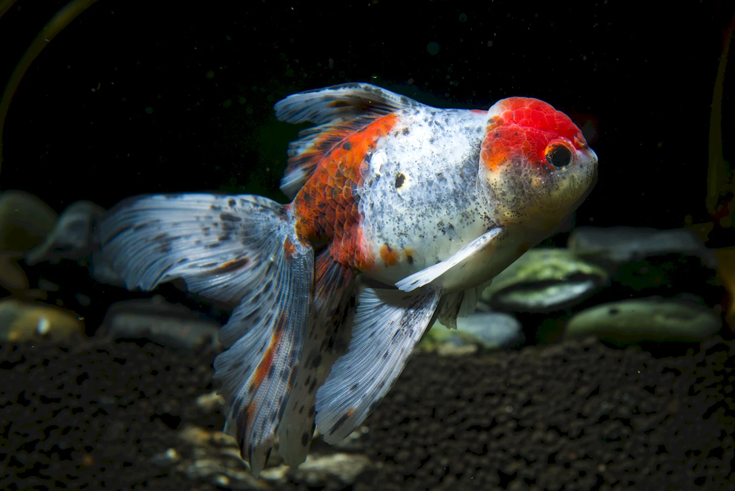 Золотая рыбка ситцевая Оранда