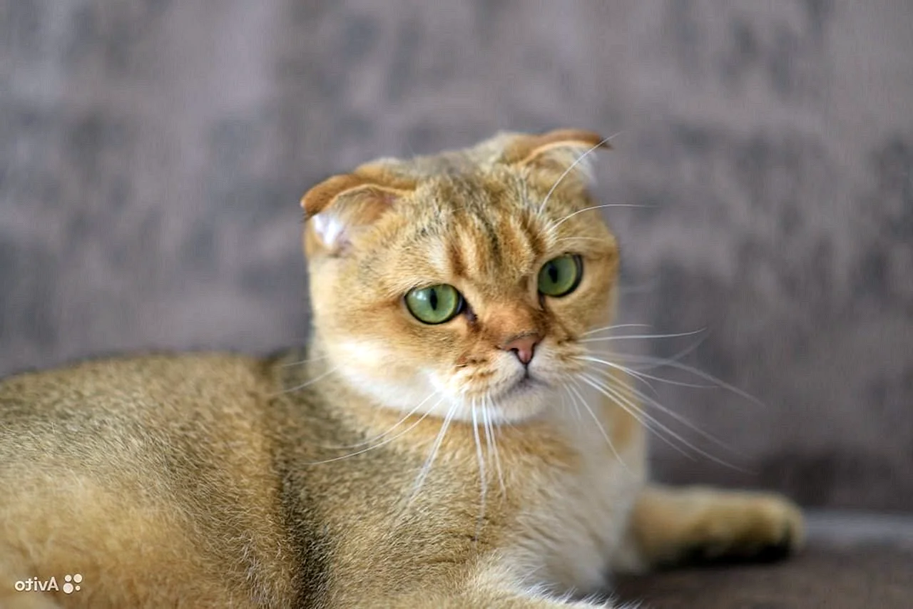 Золотая шиншилла кошка вислоухая