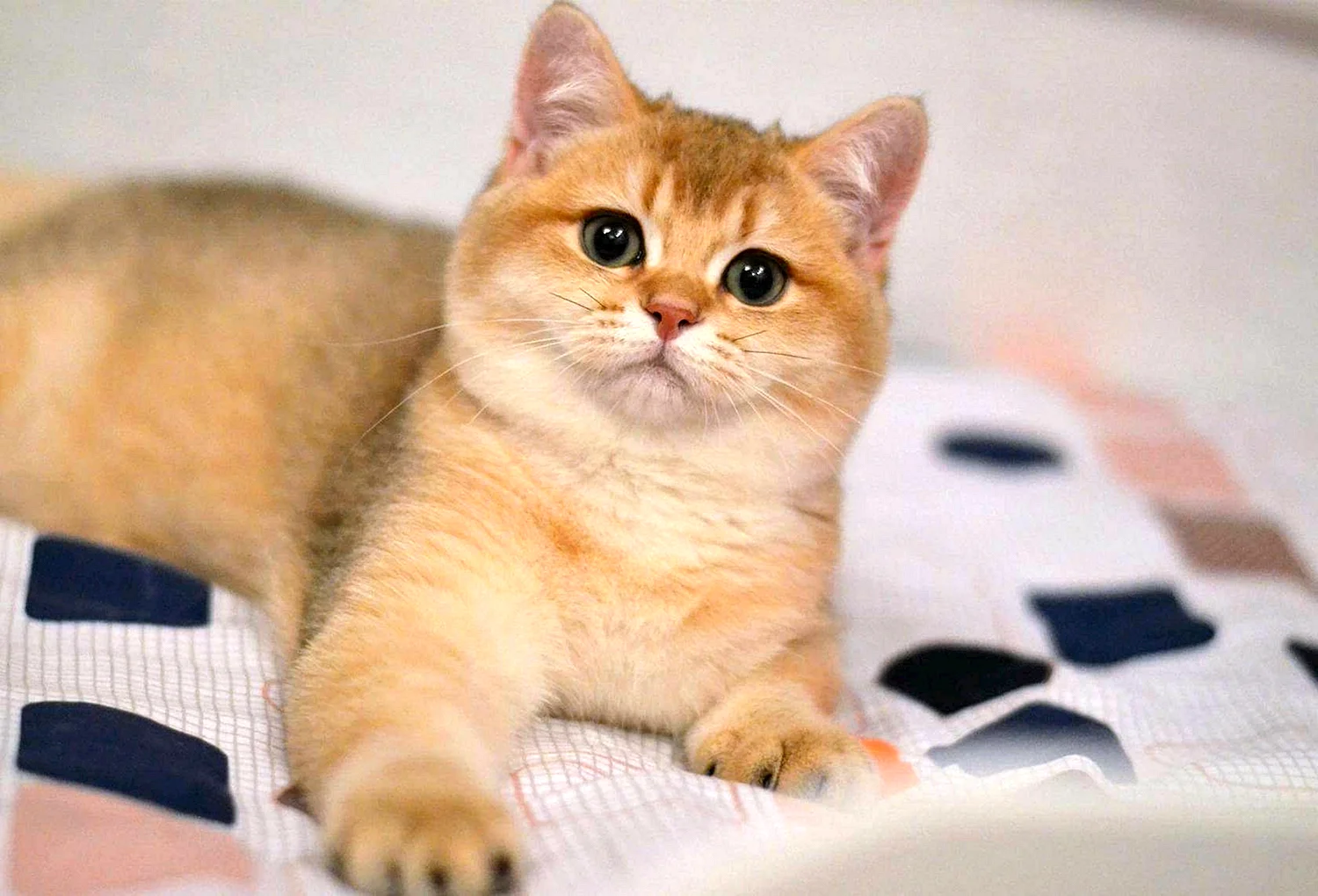 Золотая шиншилла табби кошка