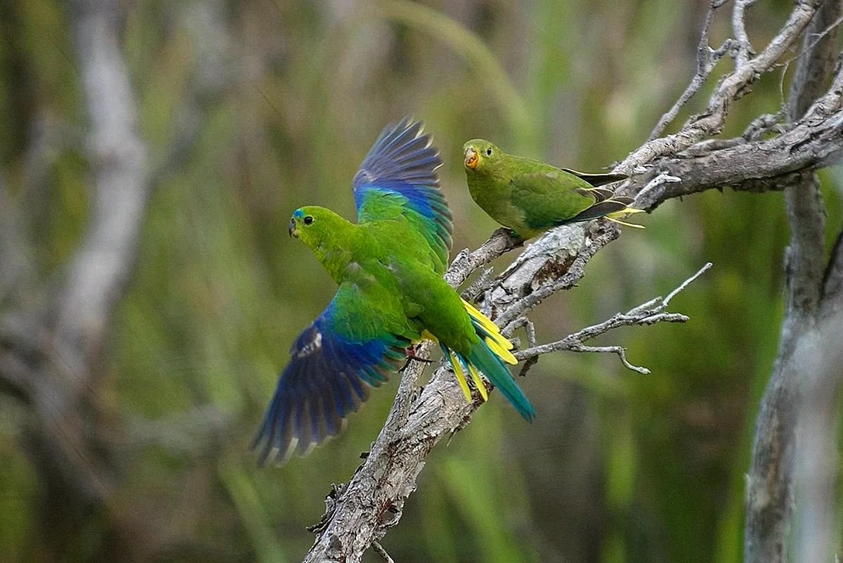 Золотистобрюхие травяные попугайчики