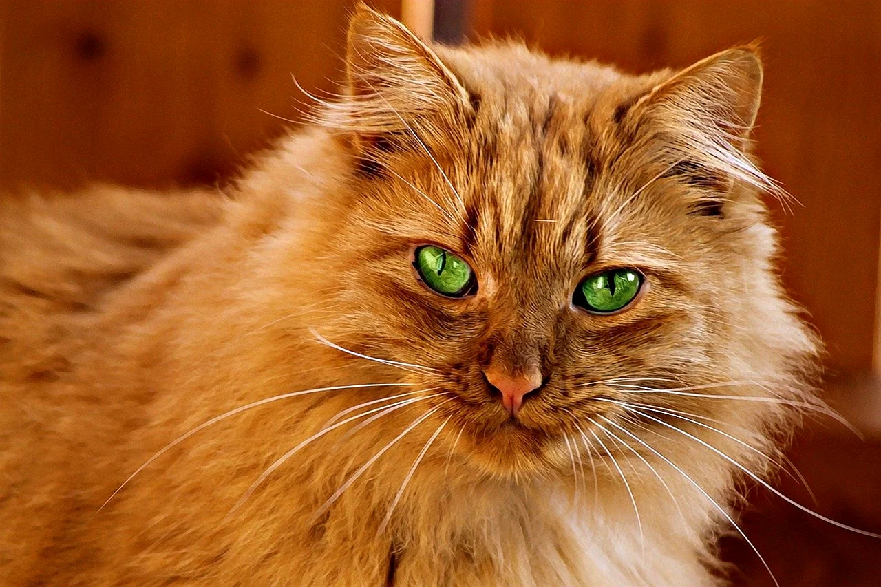 Золотистый кот с зелеными глазами