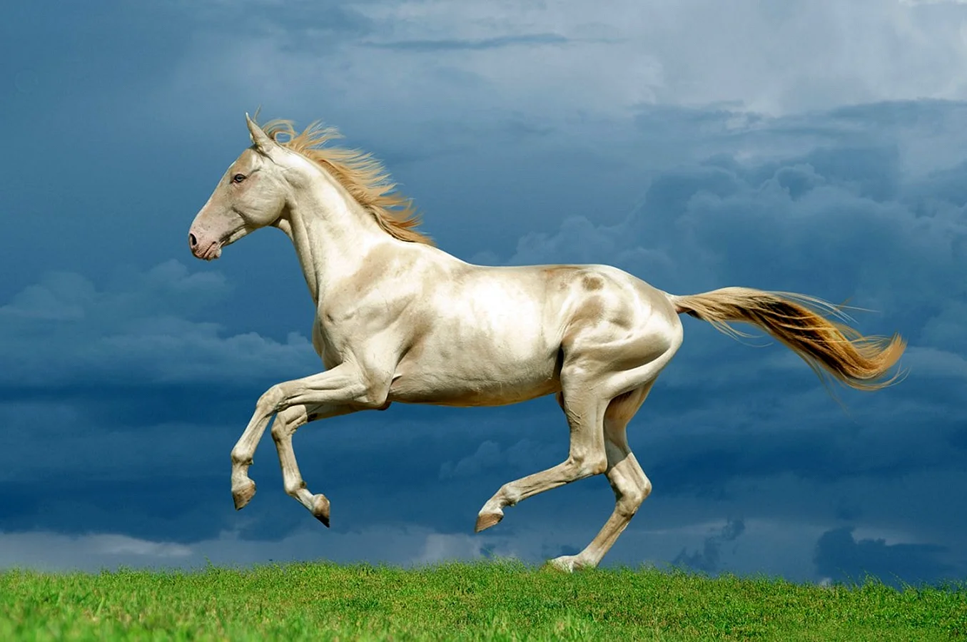 Золотой ахалтекинец лошадь