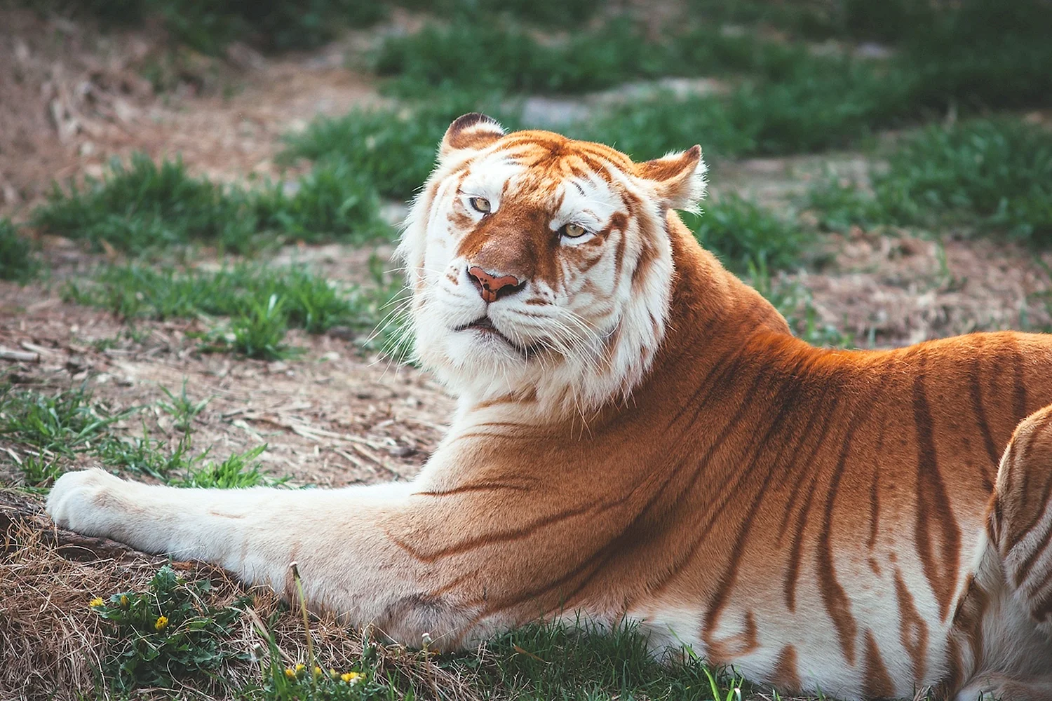 Золотой Амурский тигр