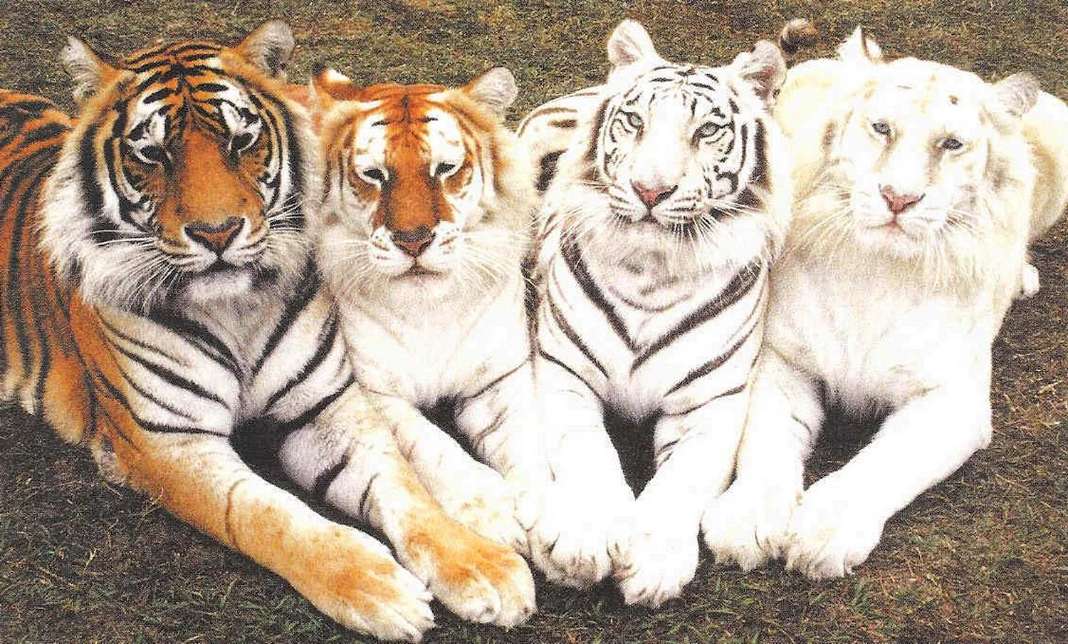 Золотой бенгальский тигр