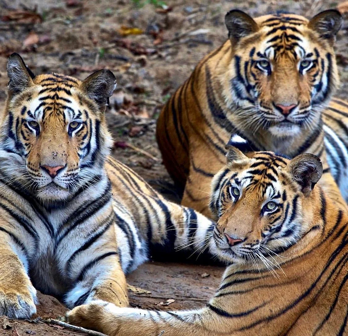 Золотой бенгальский тигр