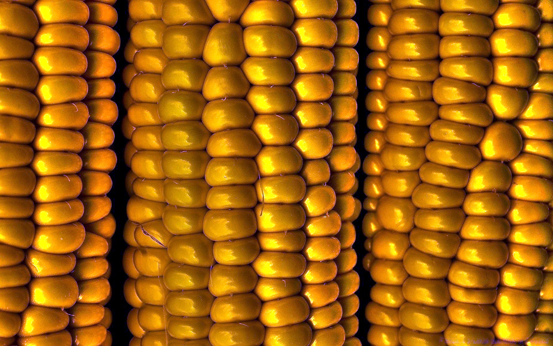 Золотой початок кукурузы