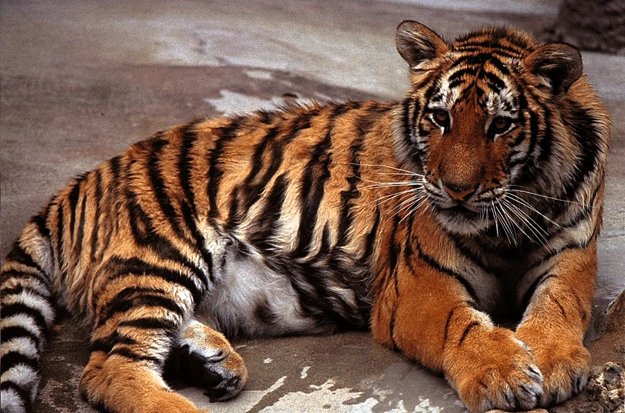 Золотой полосатый тигр