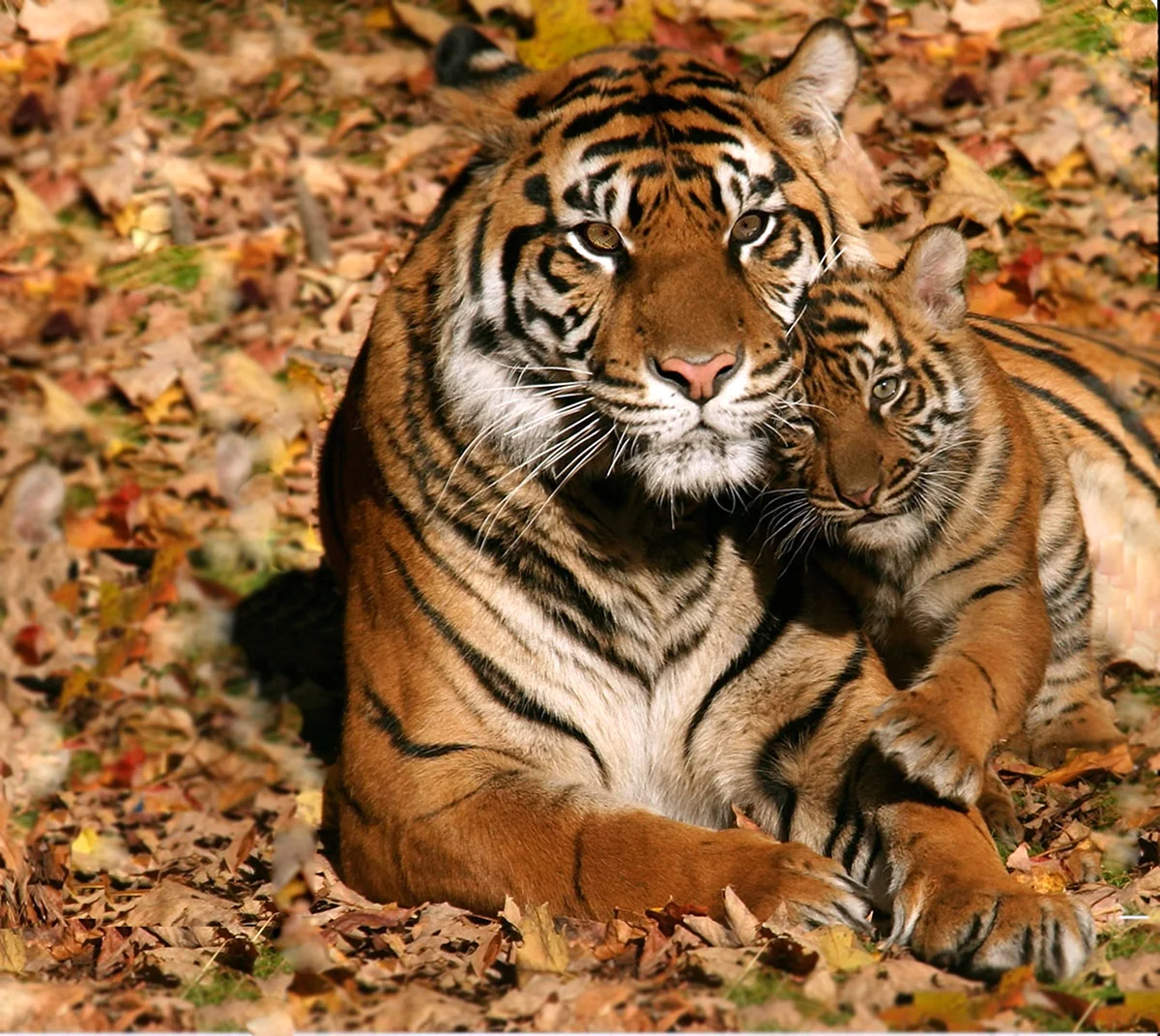 Золотой суматранский тигр