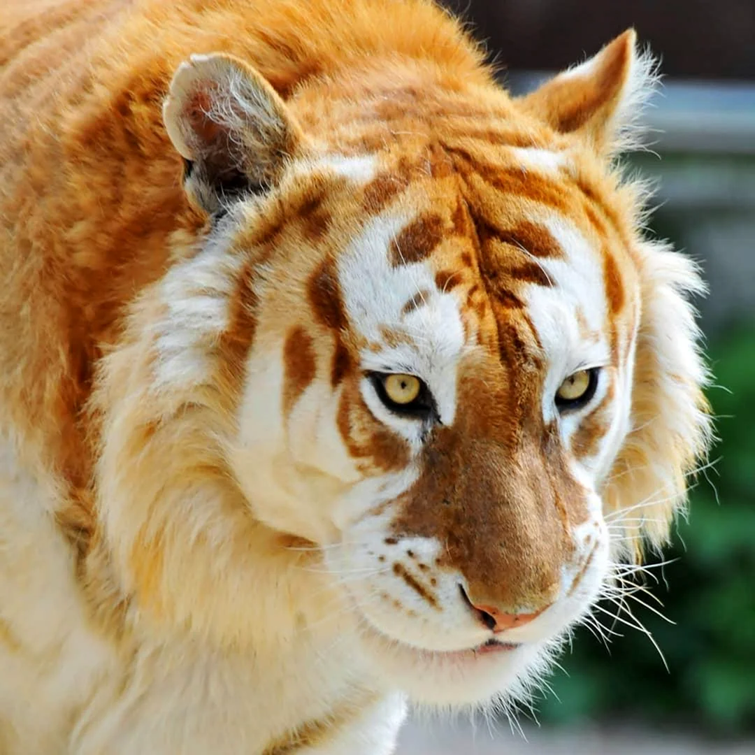 Золотой тигр альбинос