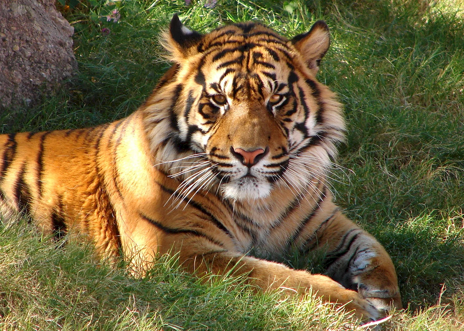 Золотой Уссурийский тигр