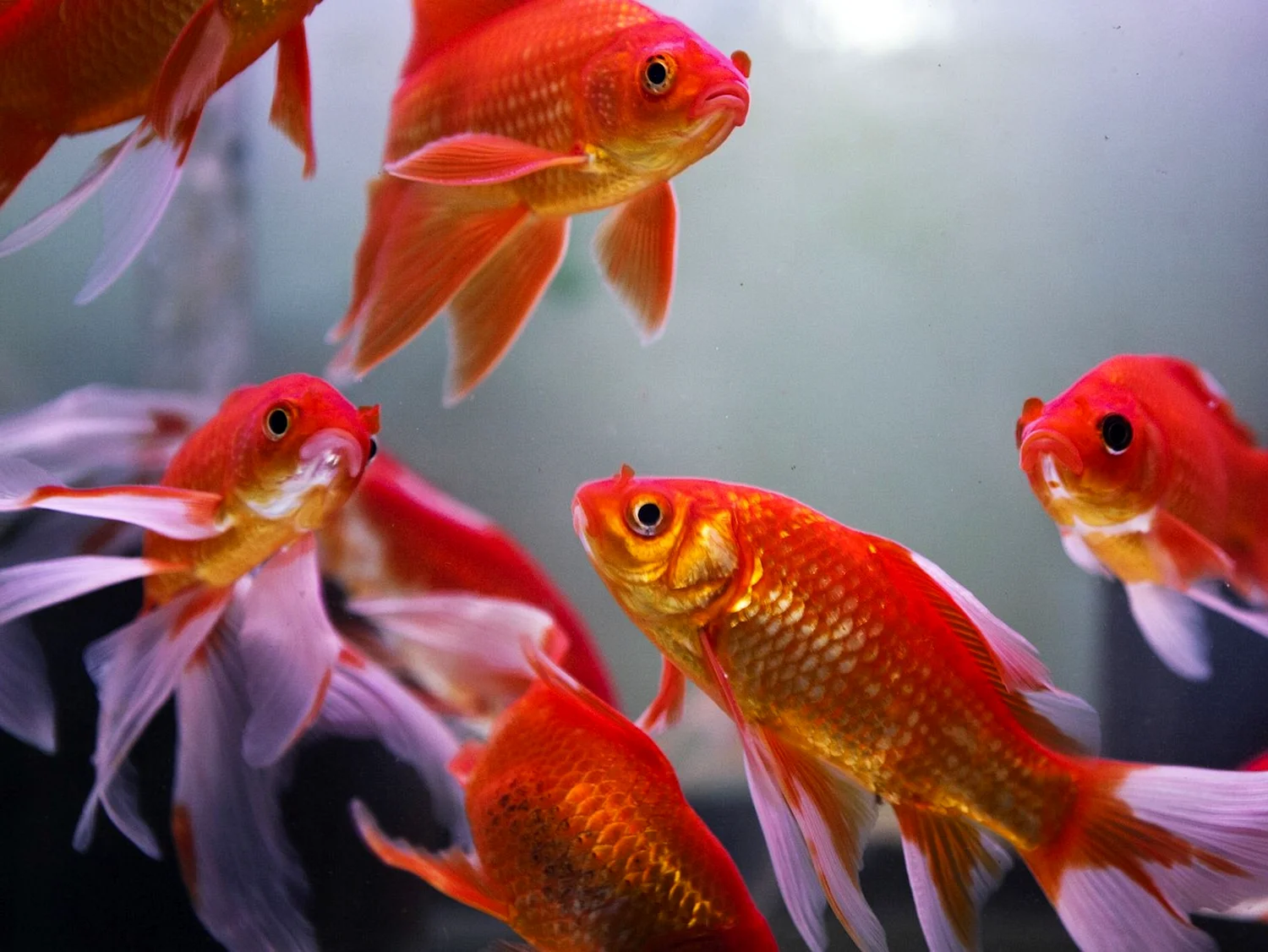 Золотые рыбки аквариумные мальки