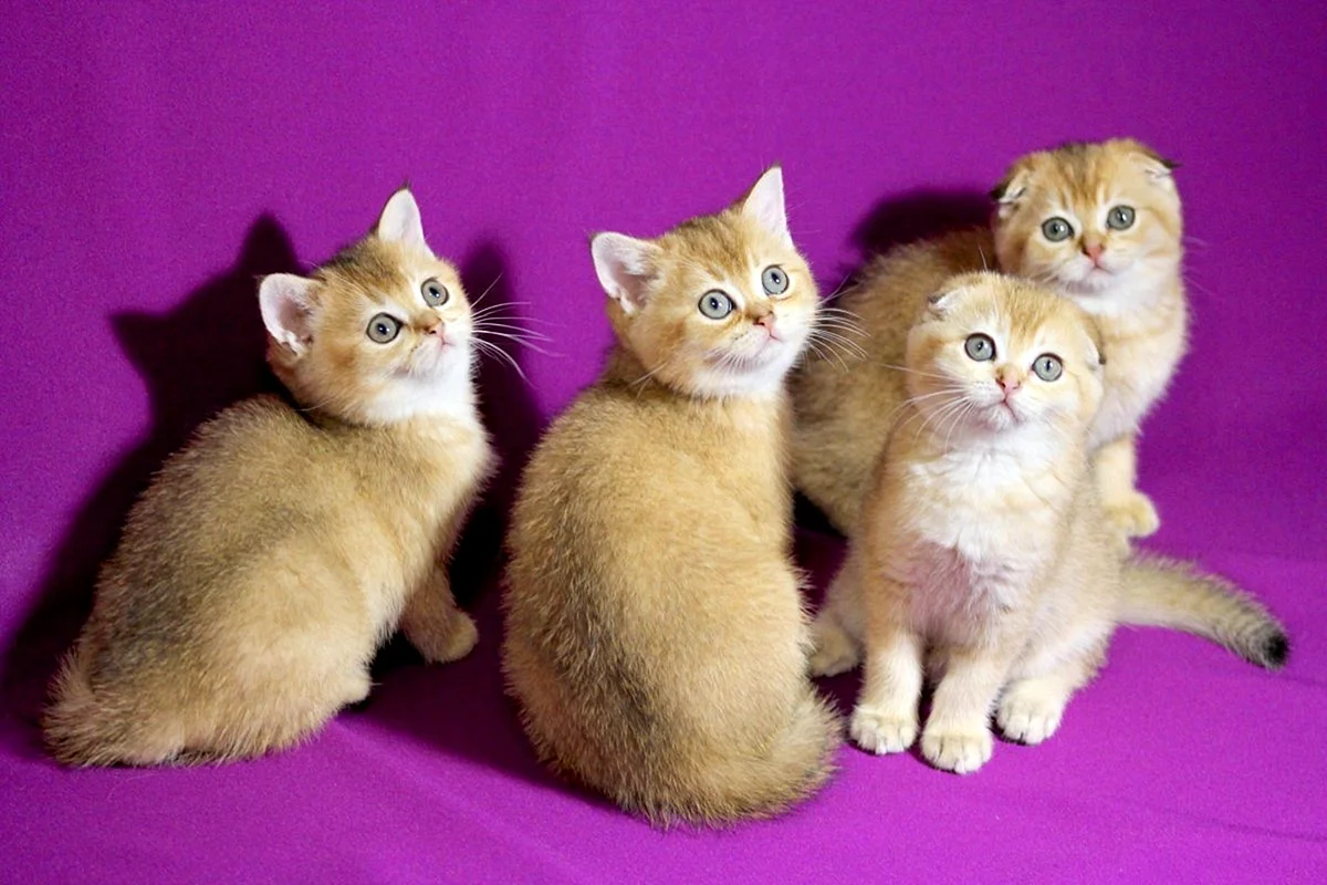 Золотые тикированные Шотландские котята