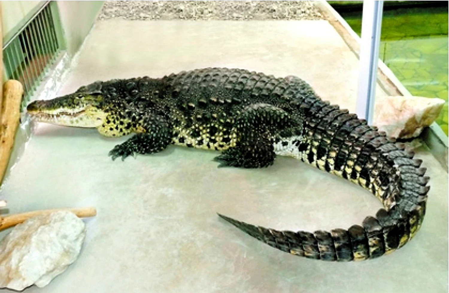 Зоопарк Екатеринбург крокодил