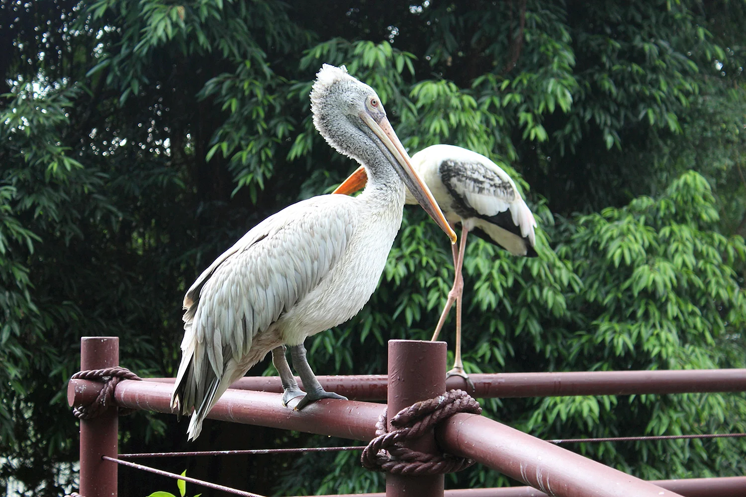 Зоопарк Лимпопо Пеликаны