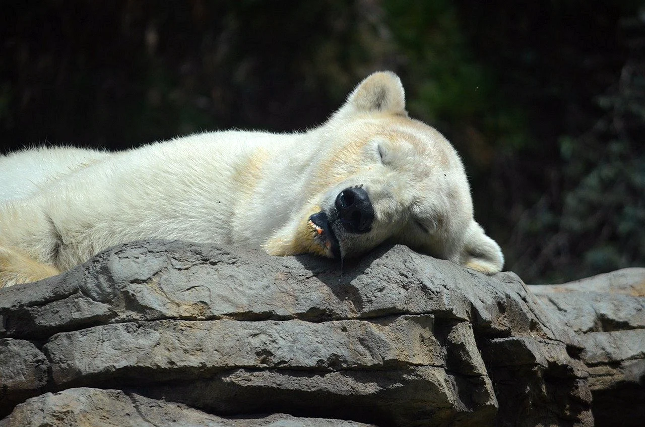 Зоопарк Сан Диего белый медведь