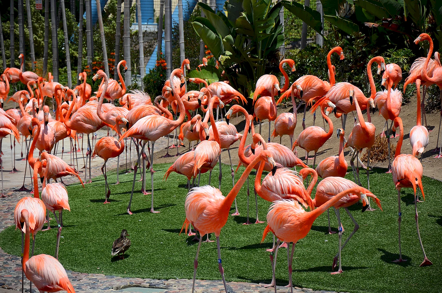 Зоопарк Сан Диего животные