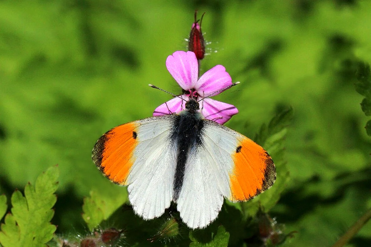 Зорька обыкновенная бабочка