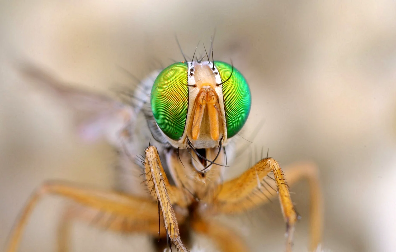 Зрение мухи