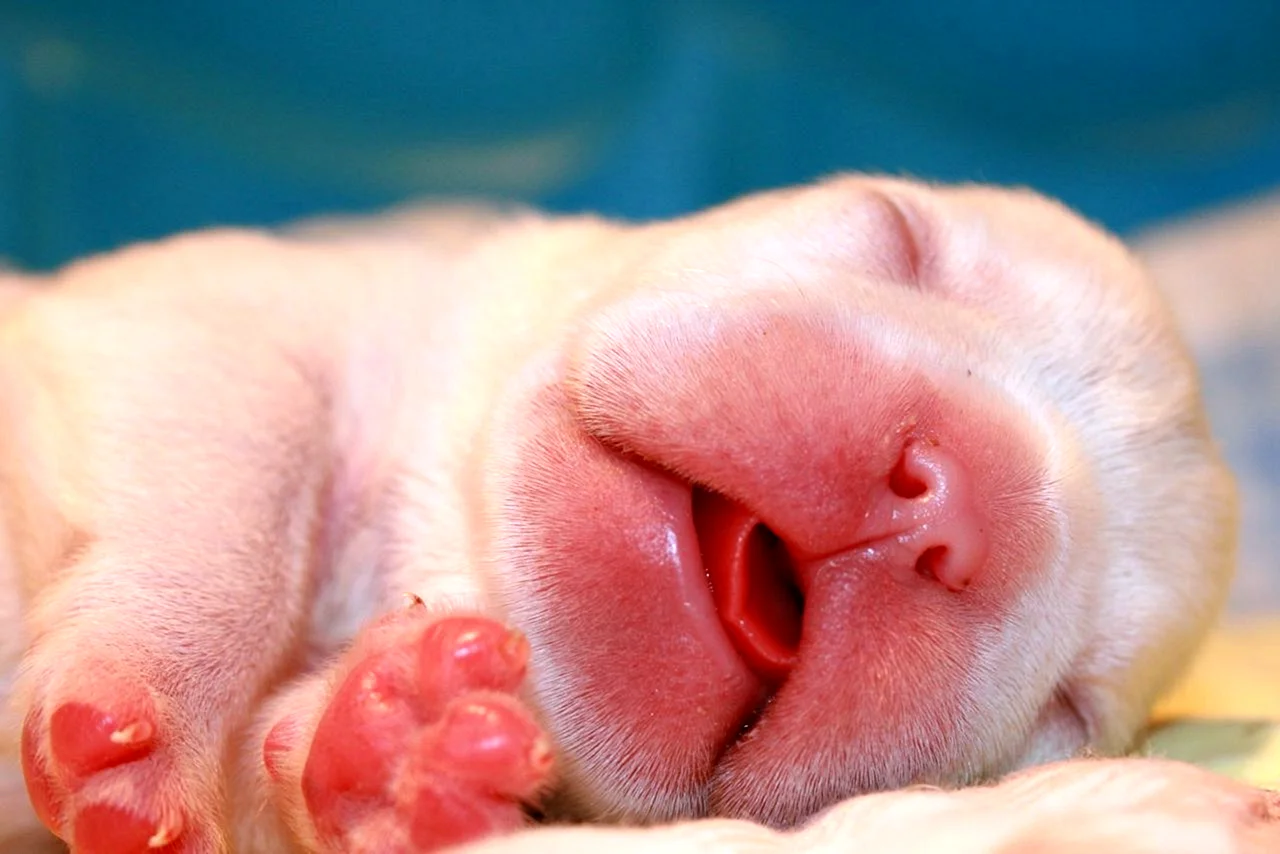 Зубки новорожденных щенят