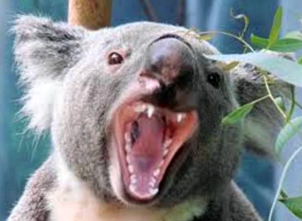 Звук коалы. Коала. Зубы Куала. Коала челюсть. Страшная коала.