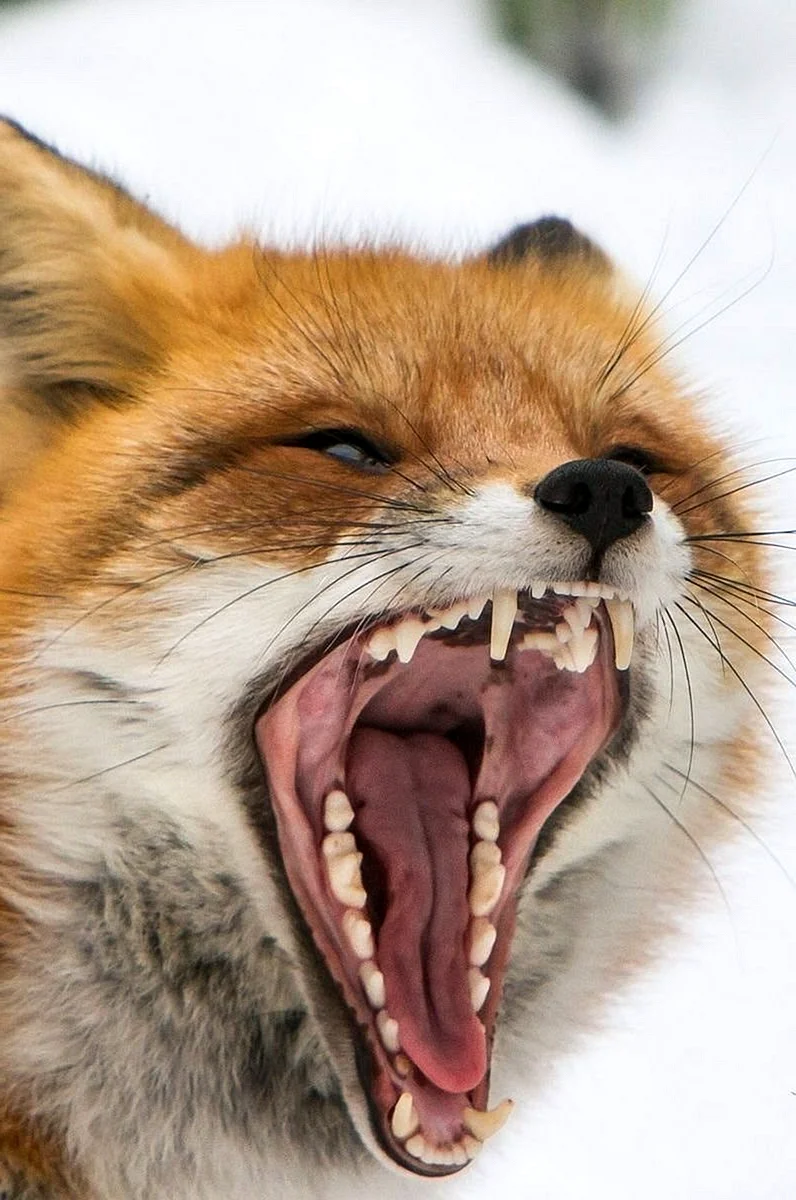 Зубы лисицы