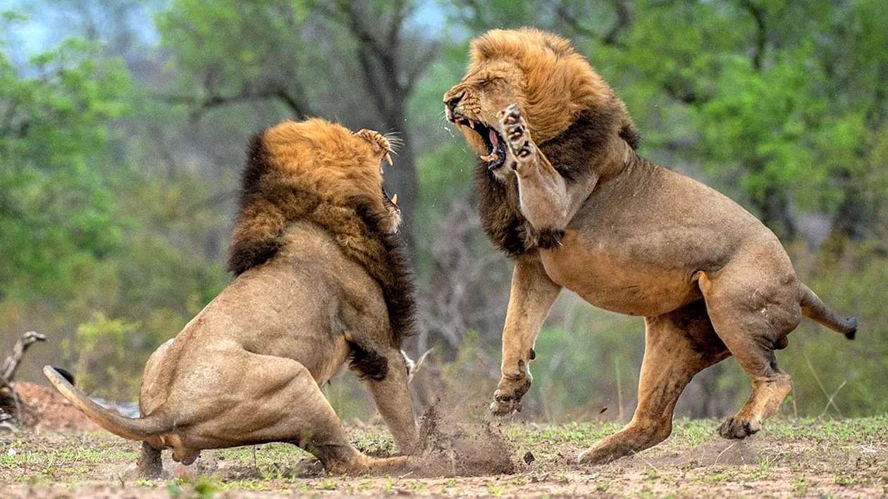 Звериные баталии Лев против тигра