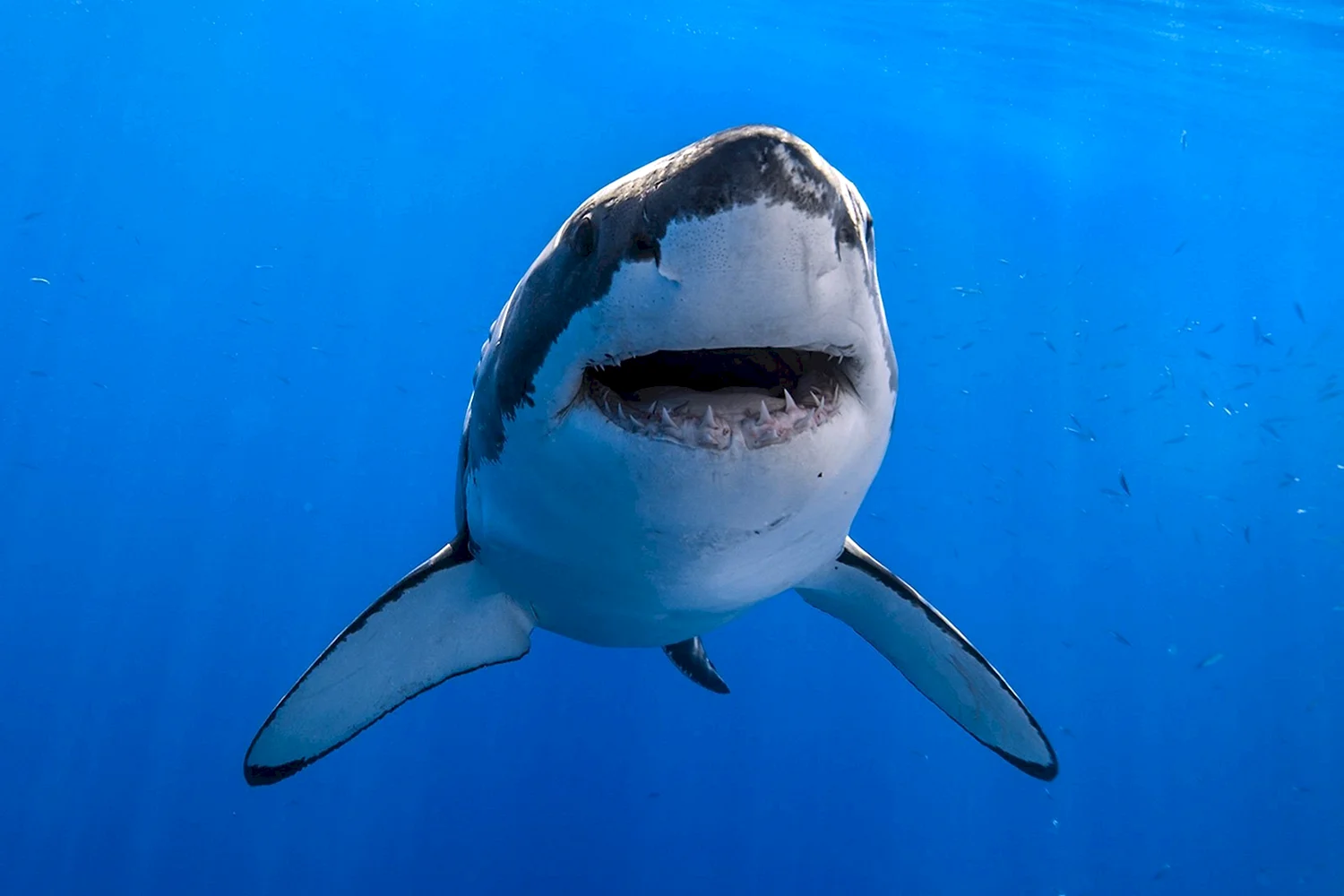 Звёздчатошипая акула