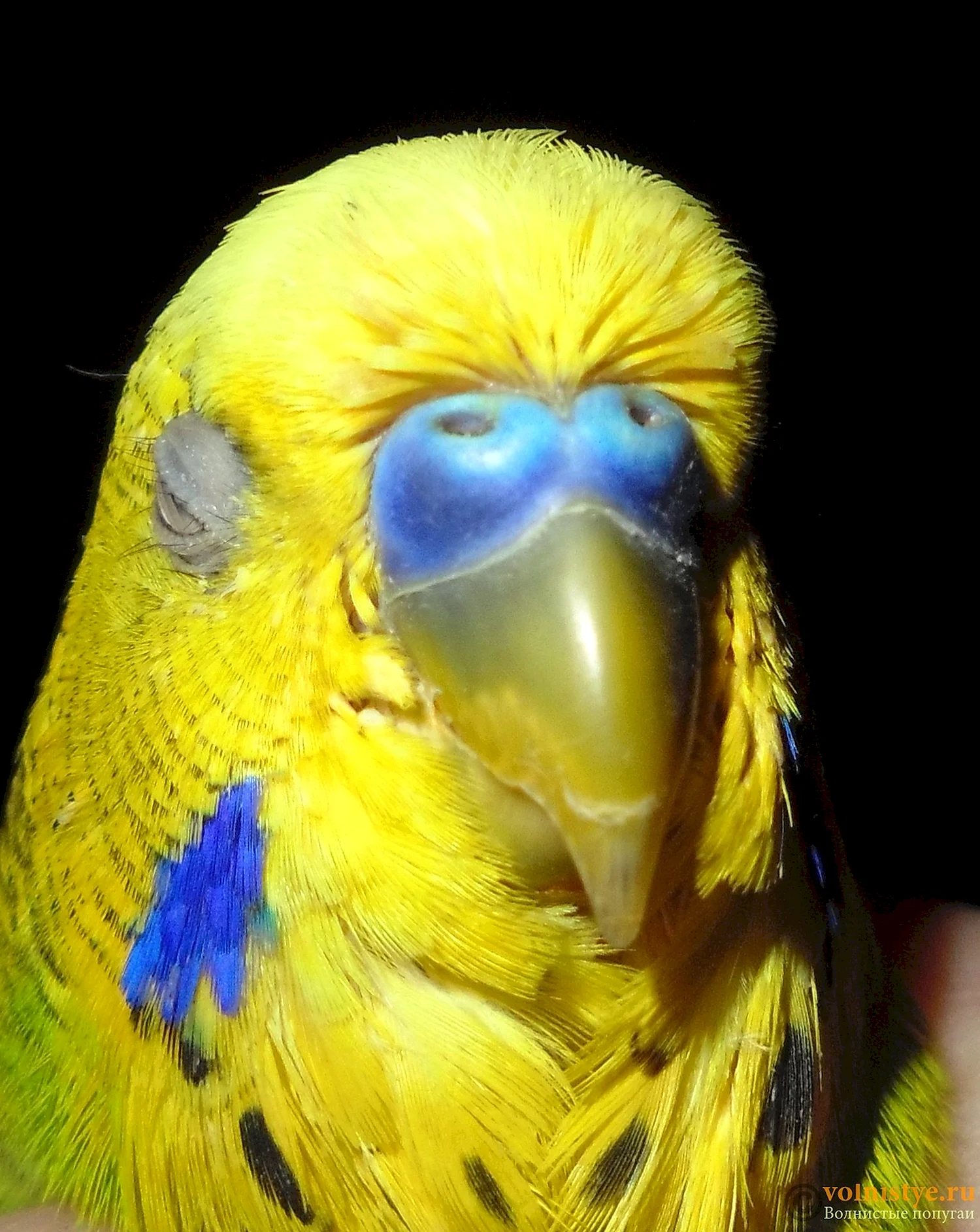Звуки волнистых попугаев для попугая
