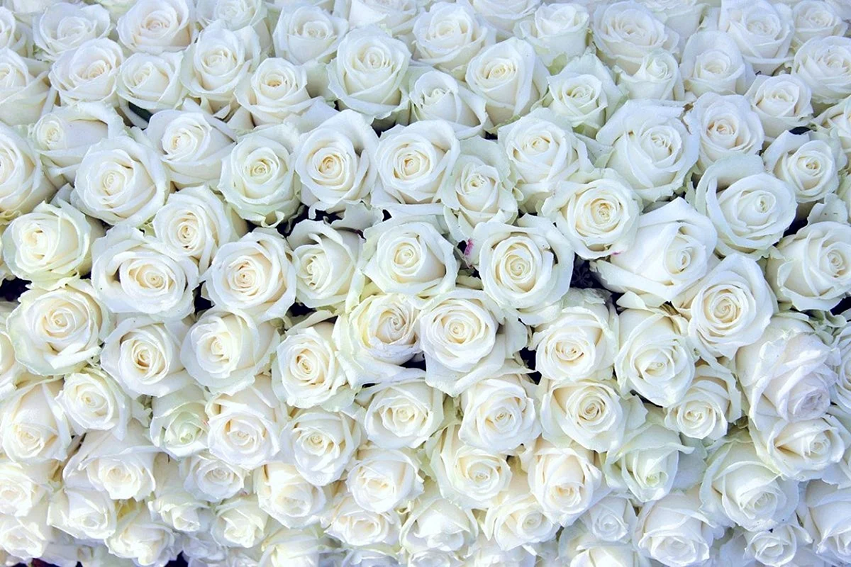 75 Белых роз 