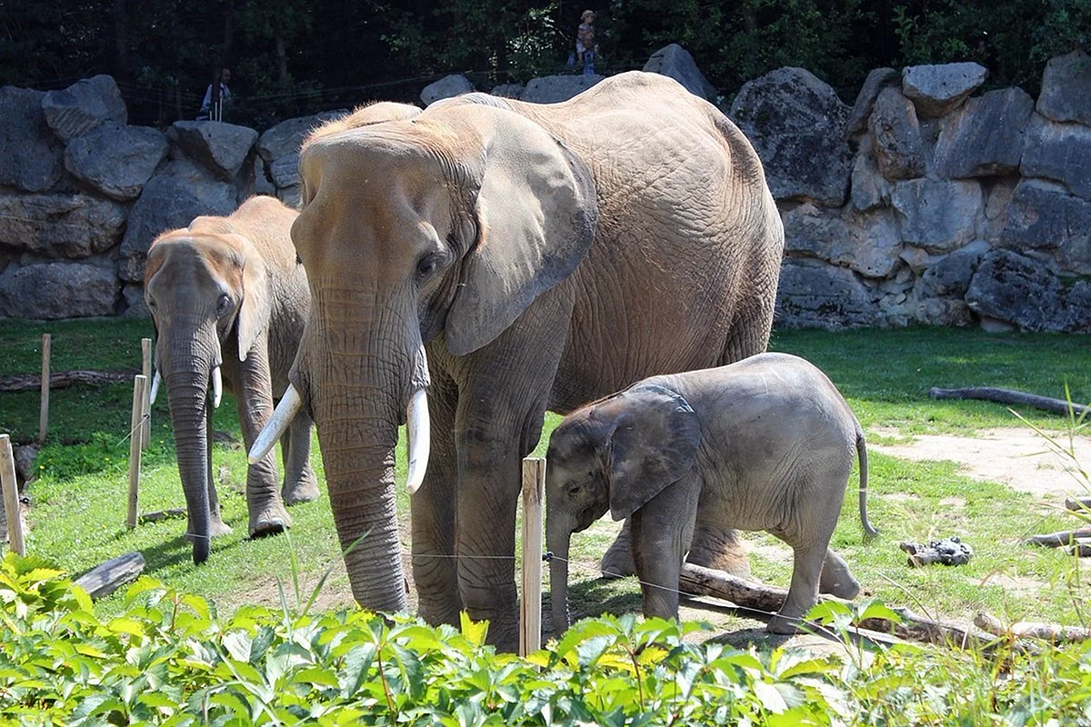Африканские слоны в Московском зоопарке