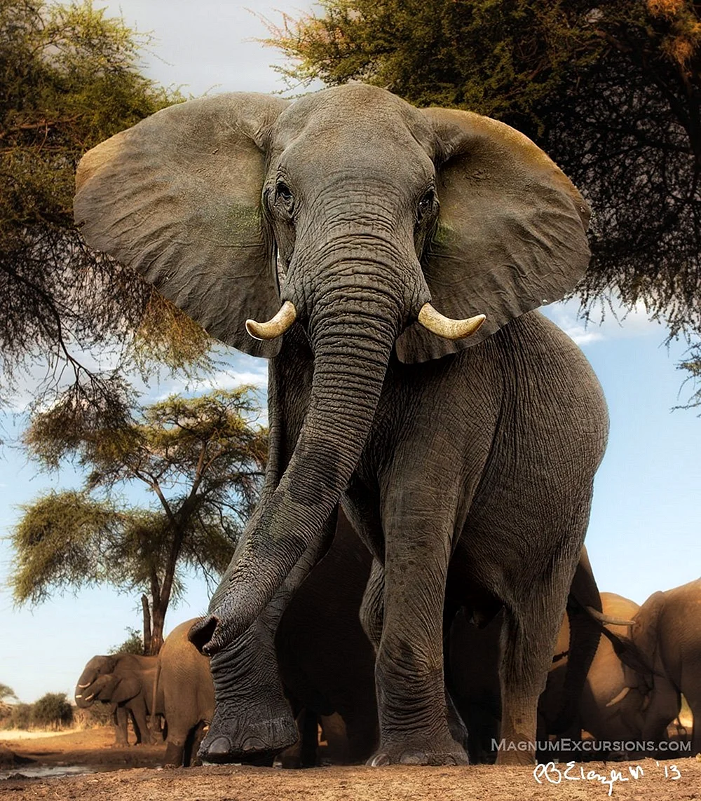 Африканский Элефант слон