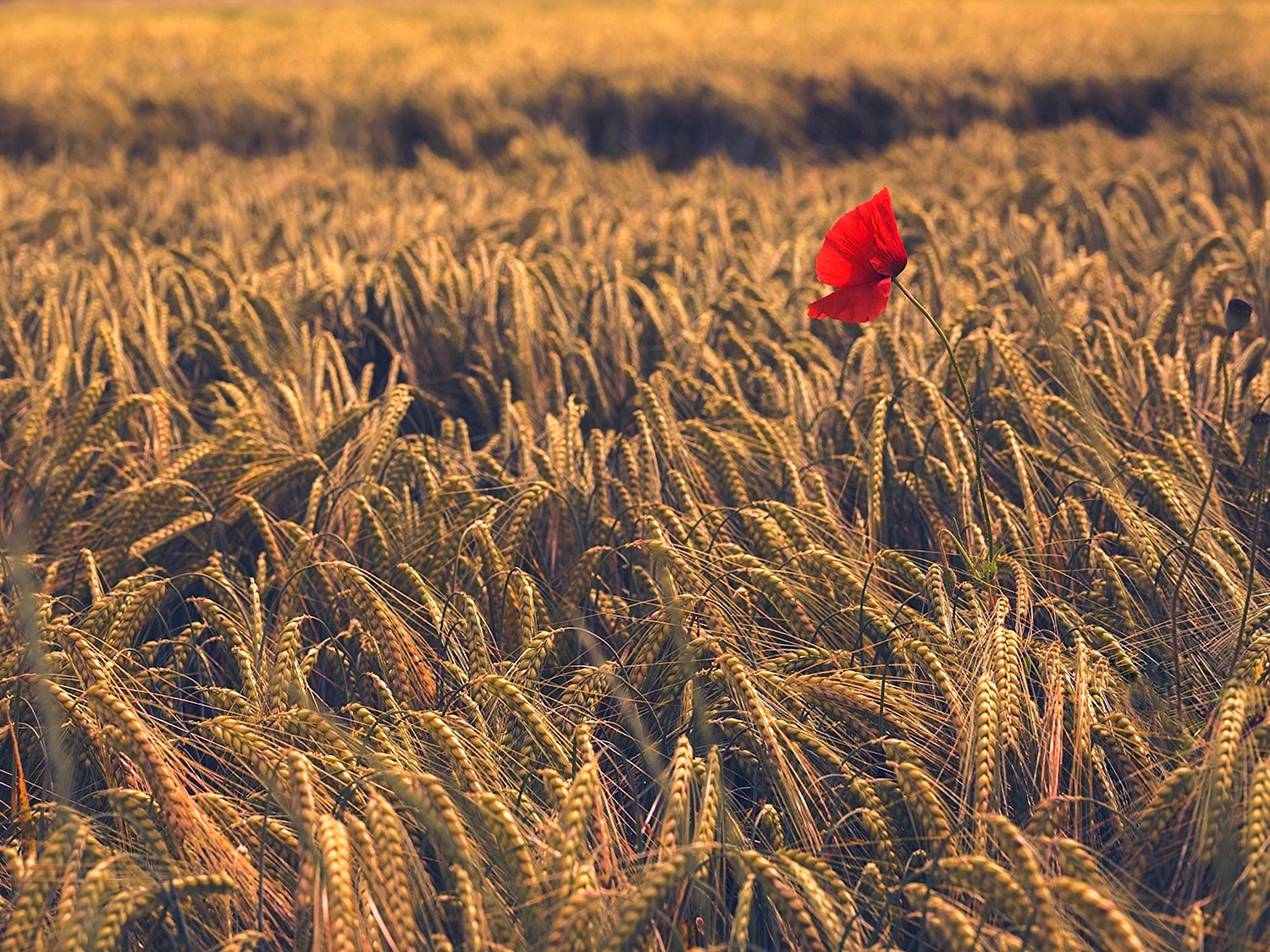 Агнес денес пшеничное поле