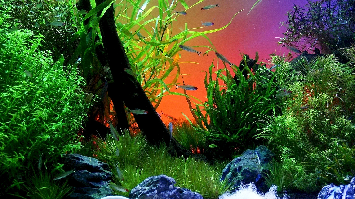 Аквариум травник голландский аквариум