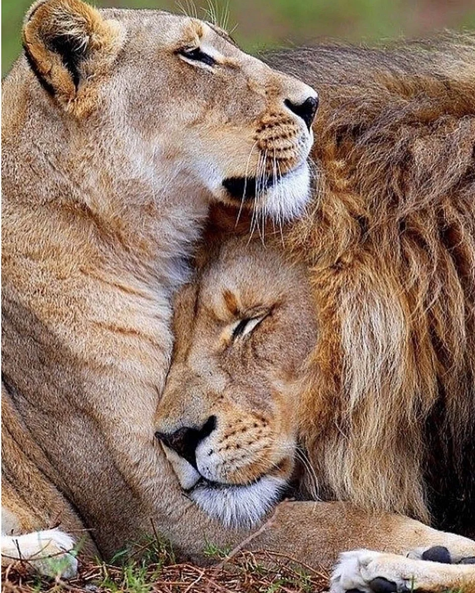 Алмазное хобби «Лев и львица: на страже сна»
