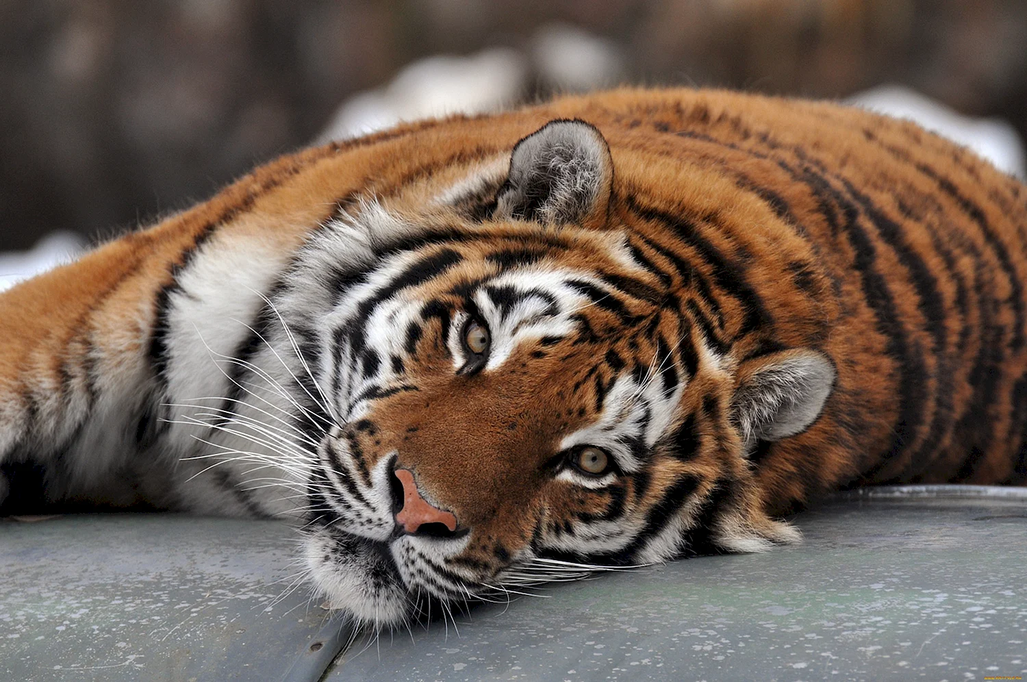Амурский Сибирский тигр