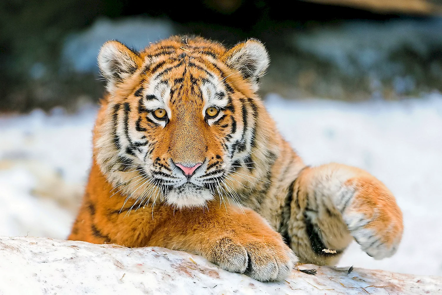 Амурский тигр анфас