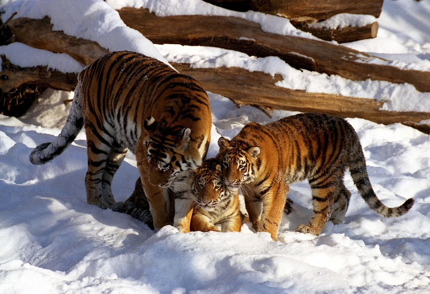 Амурский тигр в России