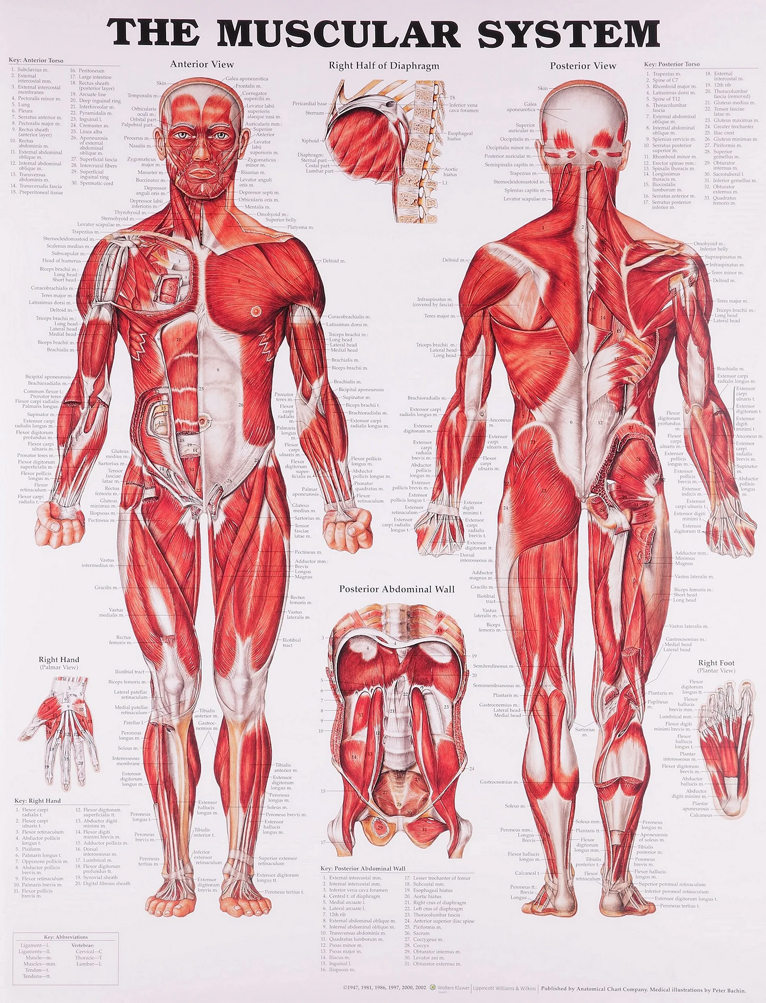 Анатомические плакаты мышцы человека
