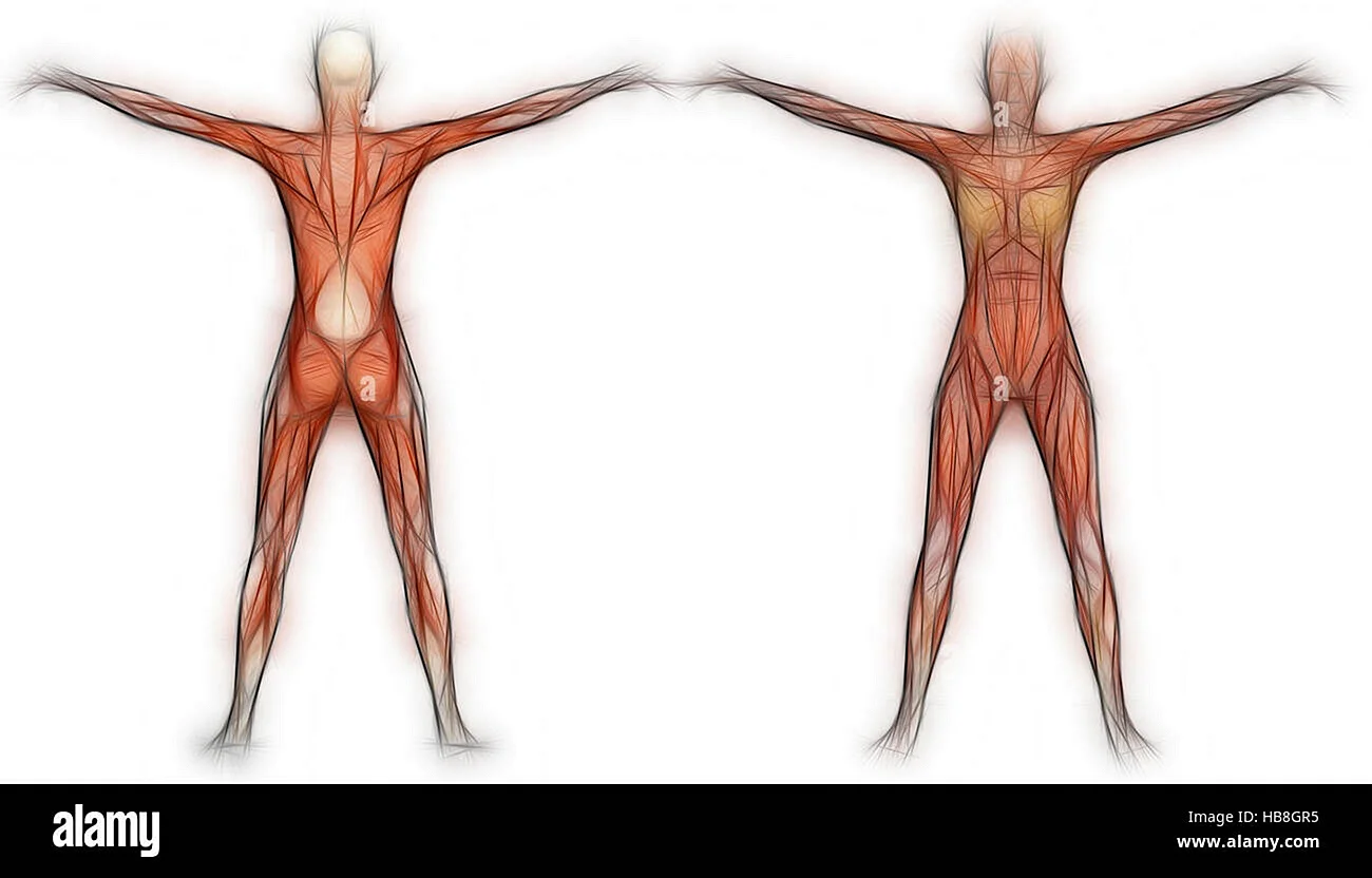 Анатомия человека мышцы женщины